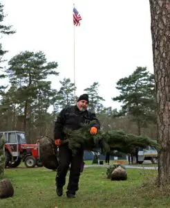 Ein Mann wie ein Baum: Andreas Barchewitz trägt den schweren Setzling im Alleingang.