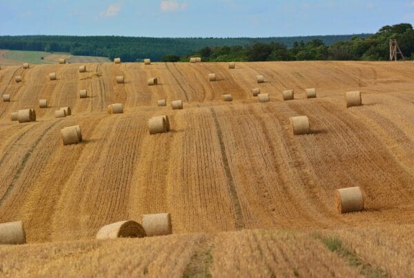 Industrielle Strukturen wurden in der Landwirtschaft durchgesetzt.