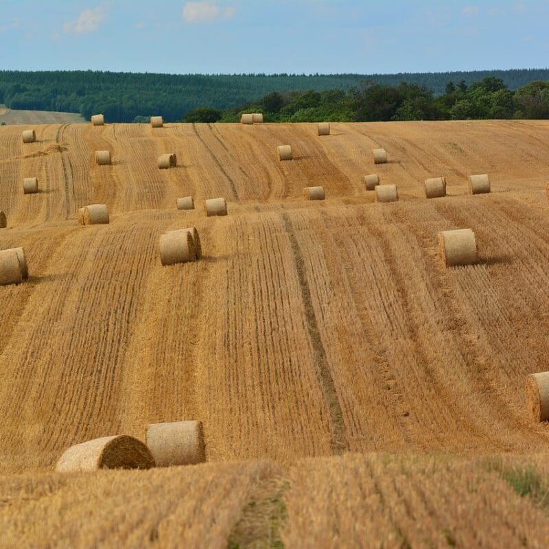 Industrielle Strukturen wurden in der Landwirtschaft durchgesetzt.